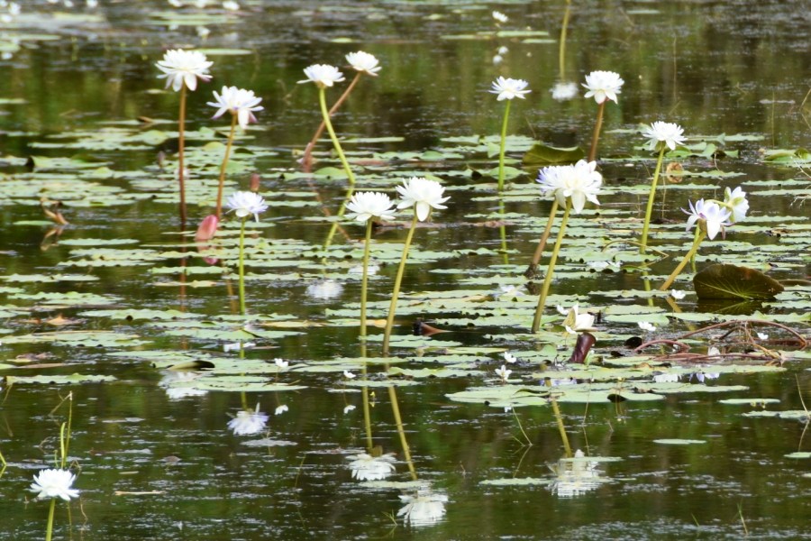 Kakadu, NT – no crocs, but what’s that buzzing&nbsp;sound?